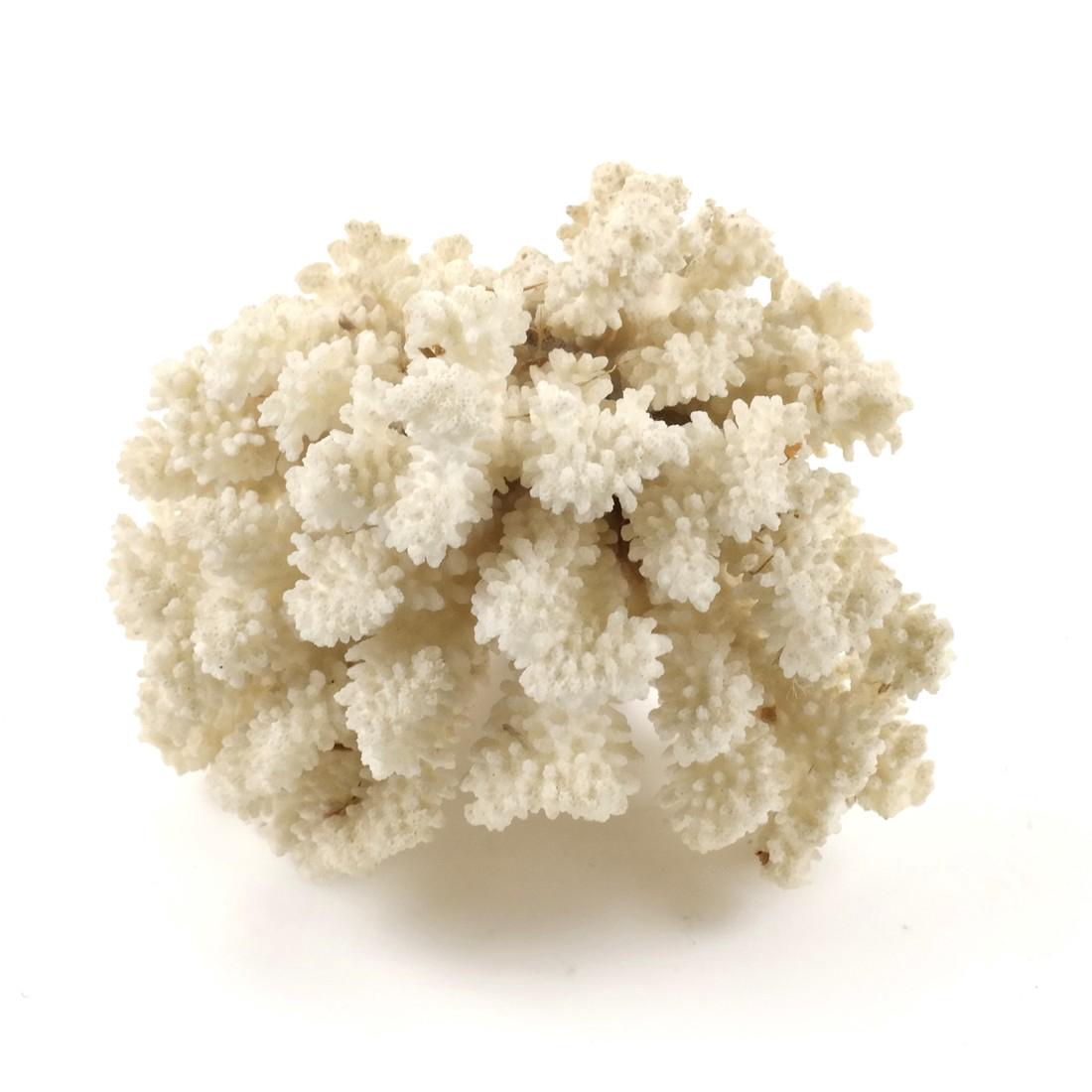 White Sea Coral: White sea coral example. Dimensions: 5.5" L ; 