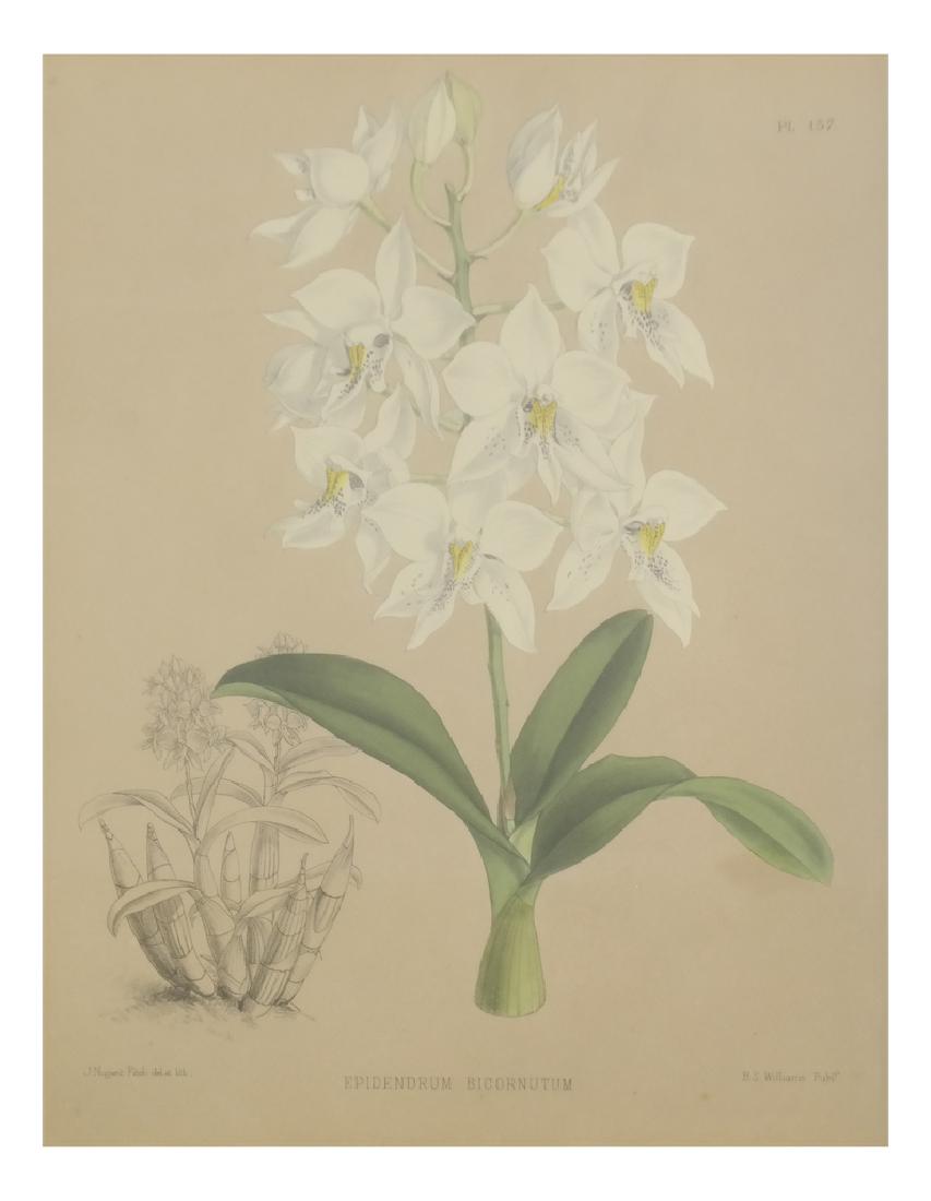 Antique Botanical Print, J. Nugent Fitch 1880 (1 of 6)