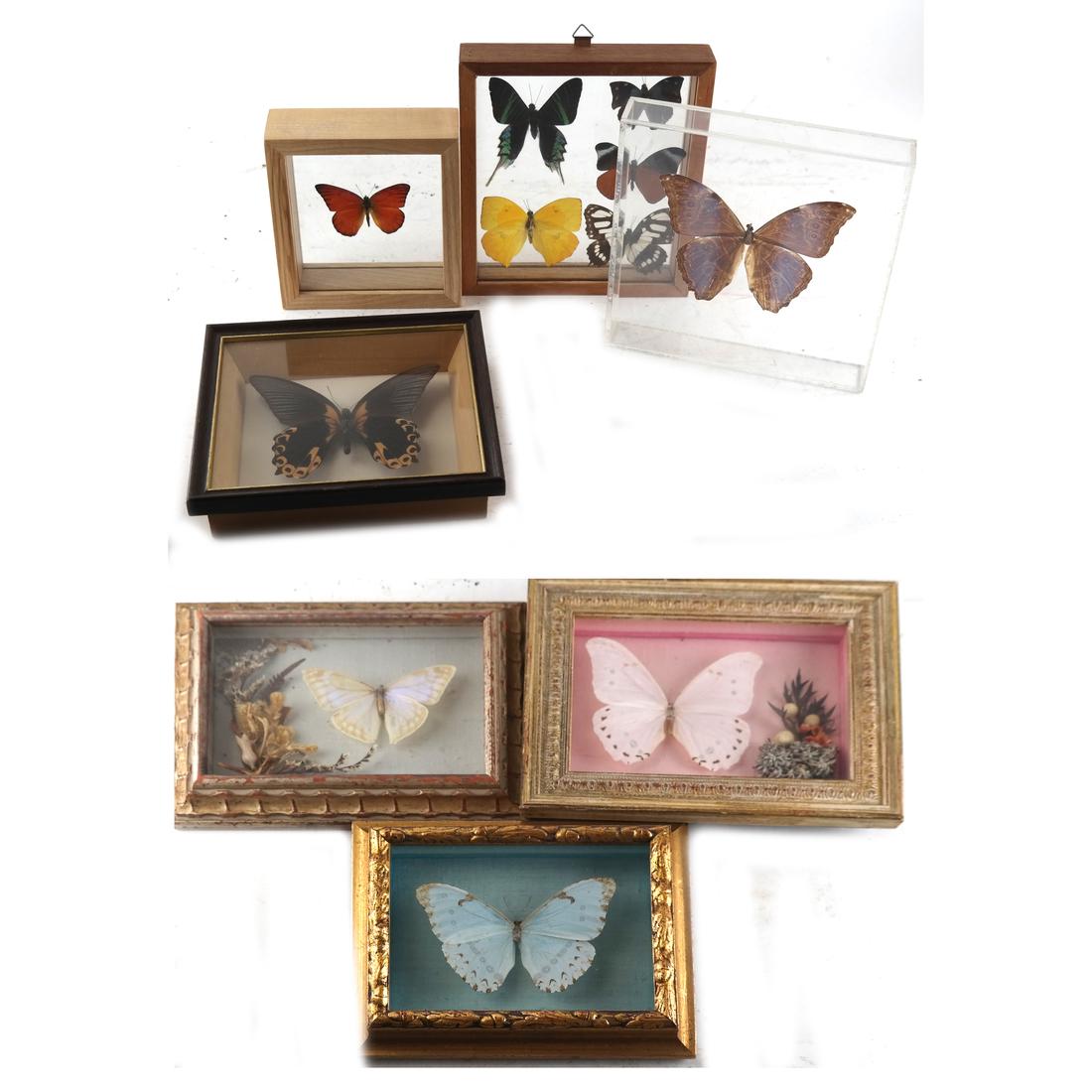 Lepidoptery: Butterfly & Moth Collection (1 of 3)