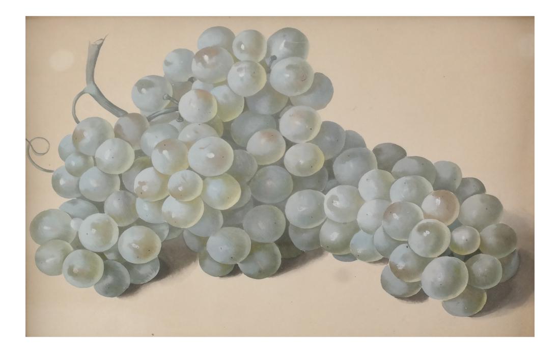 Martin J. Lawlor, Gouache on Paper - Grapes: Martin J. Lawlor (American, active 1879-1898), green grapes, gouache on paper, inscribed 'M J Lawlor' to verso. As purchased from Estate of Leo B. Anderson, 2012. [Sight: 7 1/4 x 10 inches].