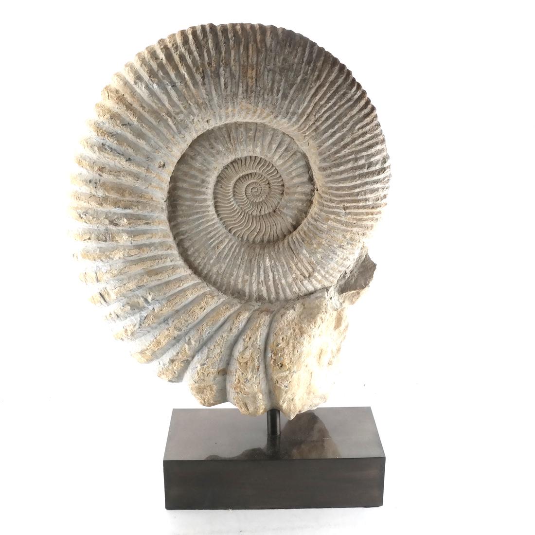 Fossilized Ammonite Specimen (1 of 6)