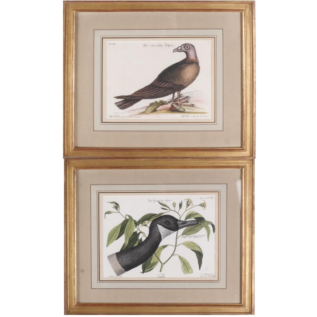 Two Latin Birds Prints (1 of 8)