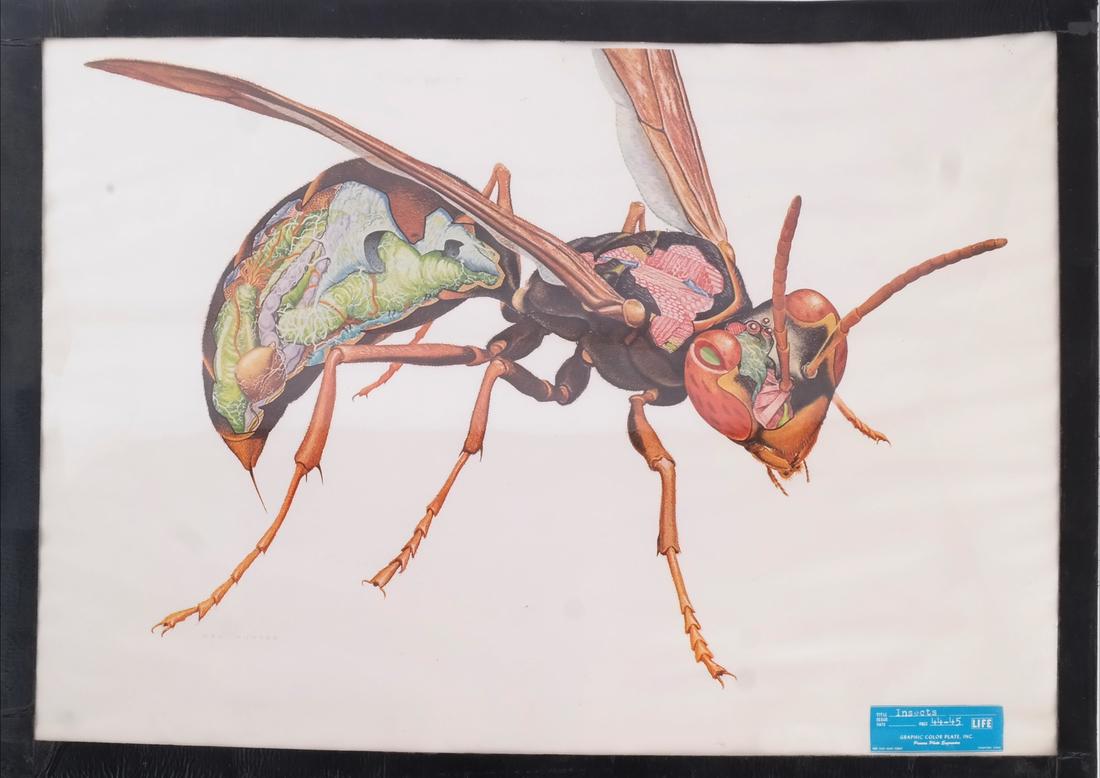 Color Print of Insect: "Life" (1 of 7)