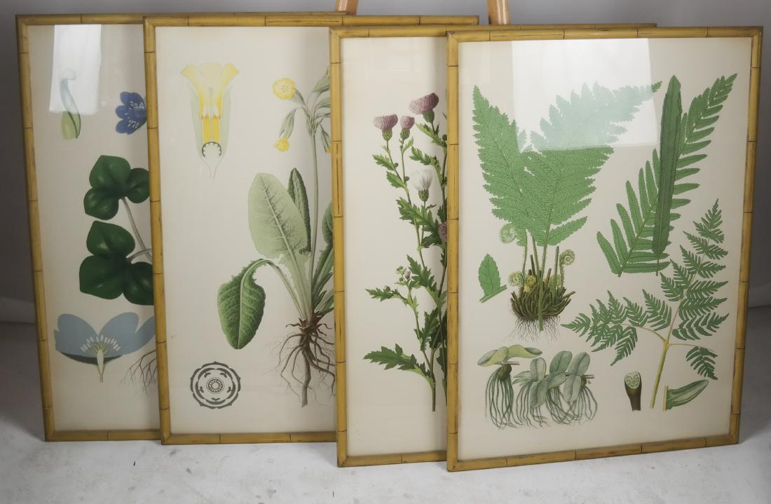 Set of 4 Horticultural Prints (1 of 6)