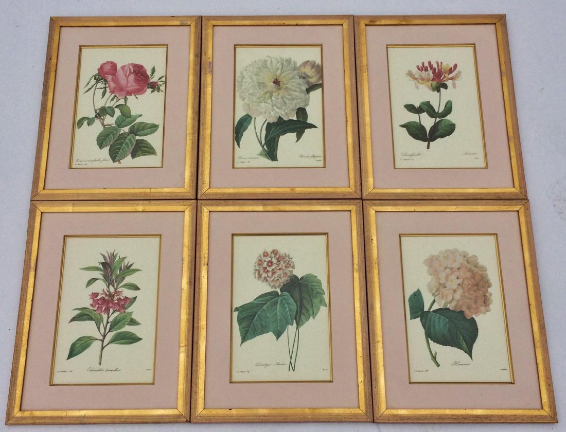 P S REDOUTE: Set 6 Framed Botanical Prints (1 of 9)