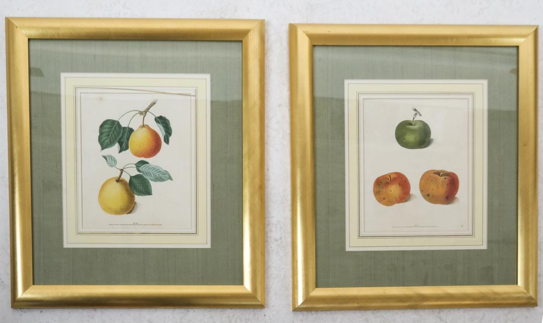 George BROOKSHAW: Pomona Britannica - 2 Engravings: Two hand-colored engravings, published London. [Overall: 22 1/2 x 20 inches].