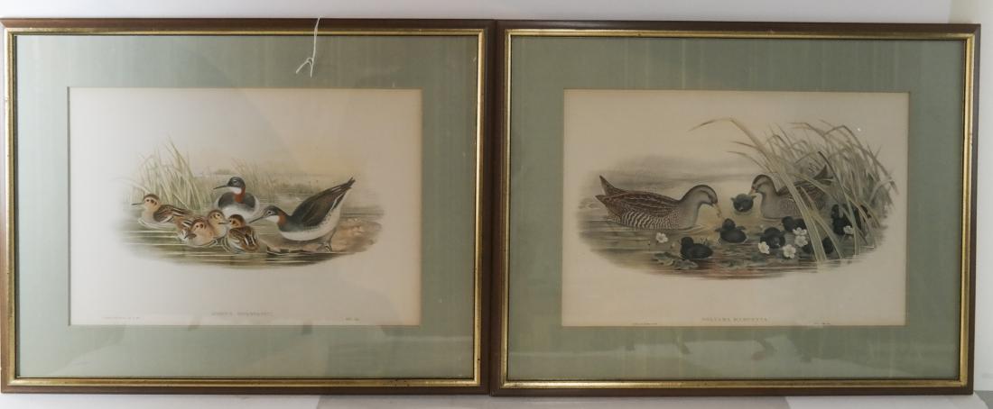 J. GOULD & H.C. RICHTER: Ducks -  Two Lithographs (1 of 7)