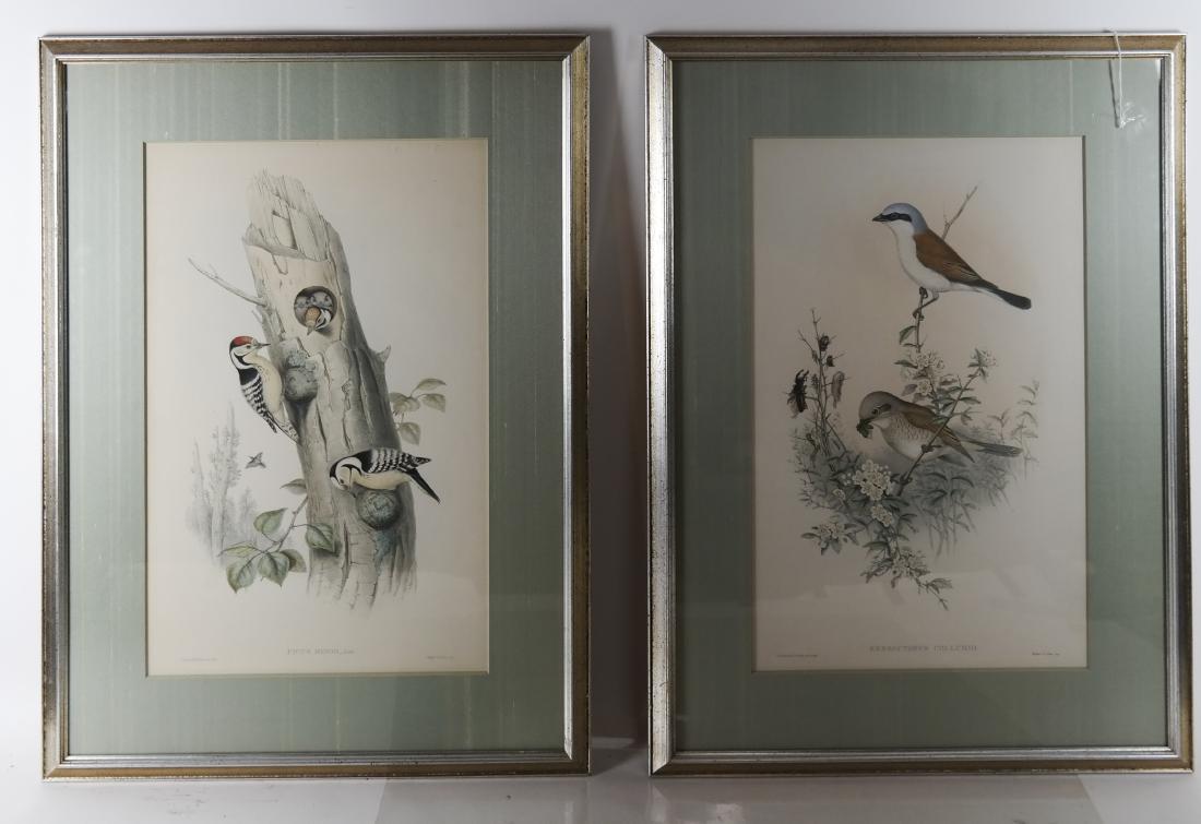 J. GOULD and H.C. RICHTER: Birds - Two Lithographs (1 of 6)