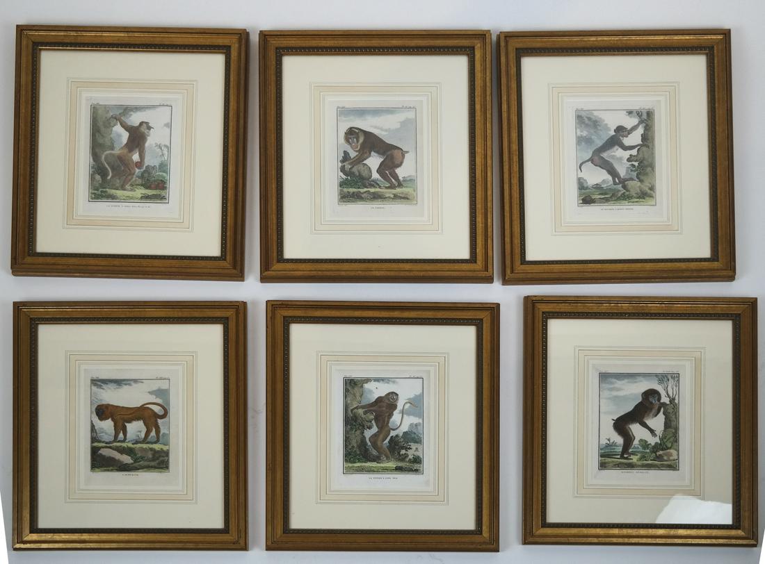 Six Hand-Colored Engravings of Monkeys (1 of 8)