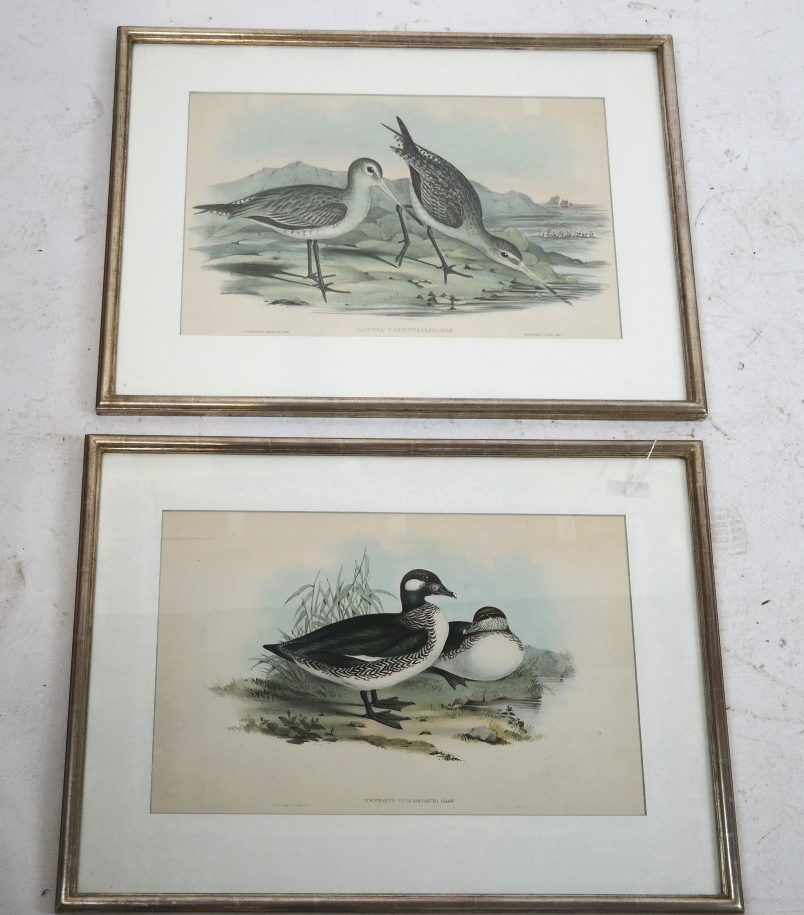 Pair of J. Gould & H.C. Richter Duck Prints (1 of 7)