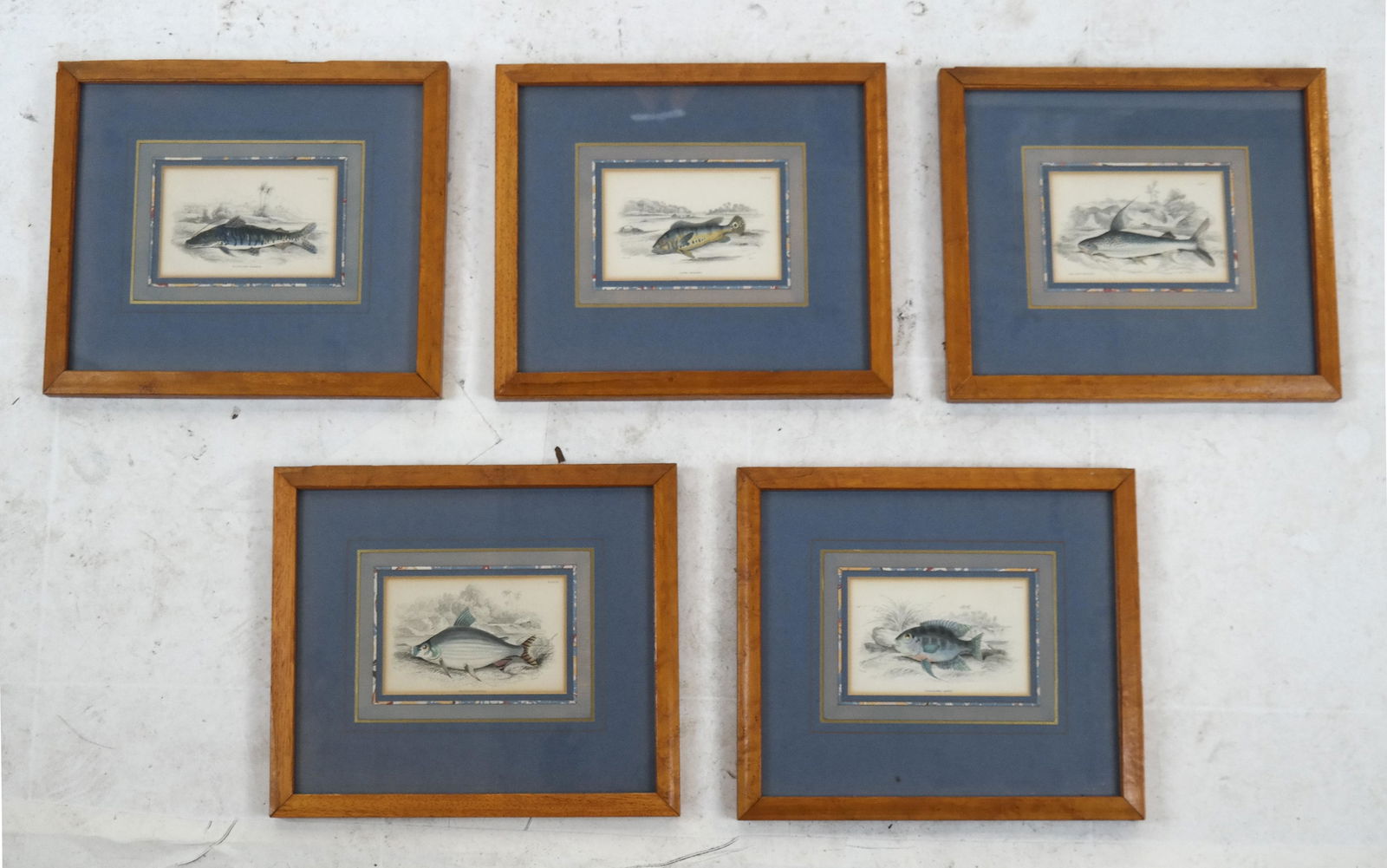 Five Fish Prints, Framed (1 of 7)
