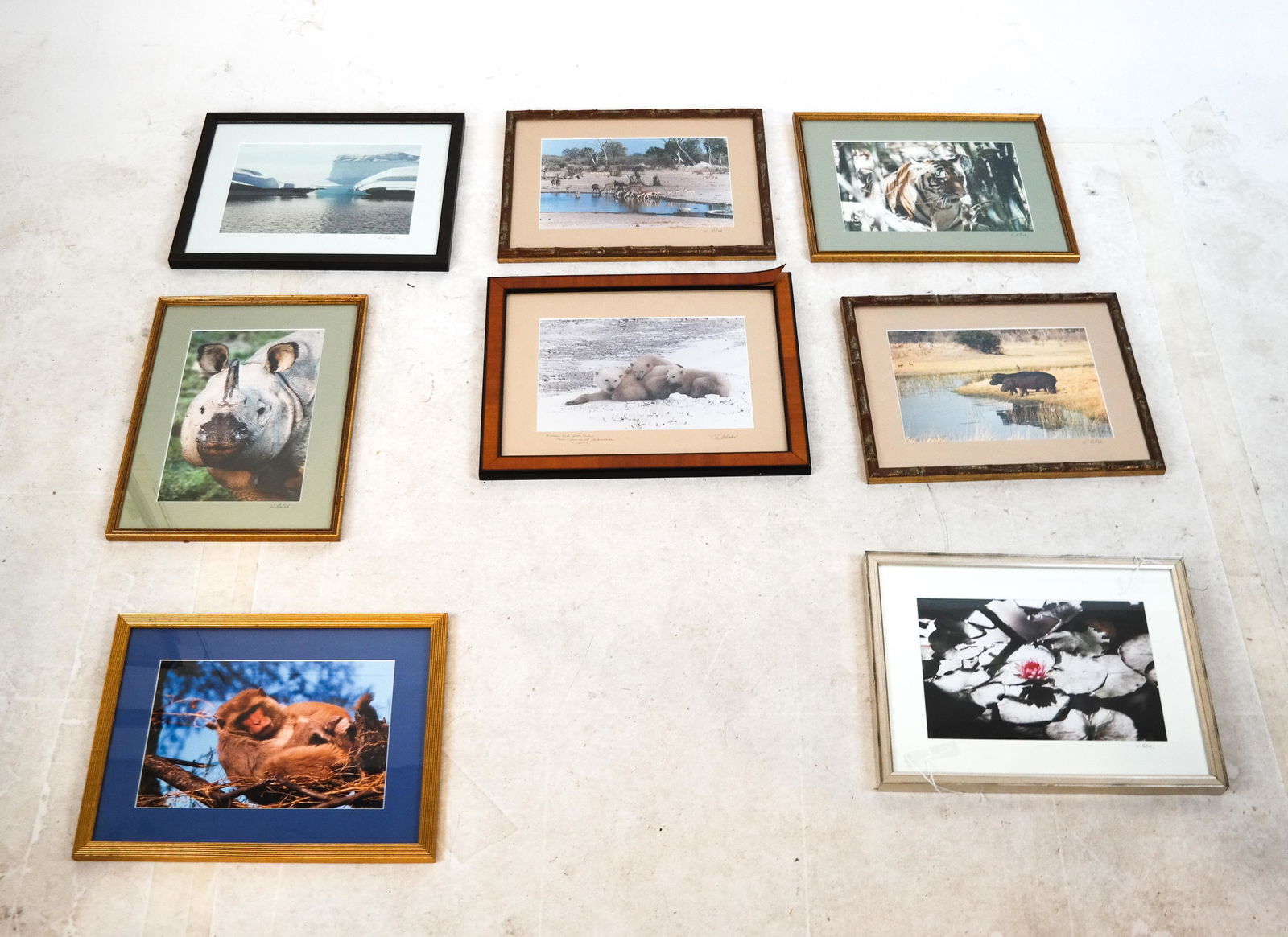 Group of 8 Framed Wildlife Photographs (1 of 10)