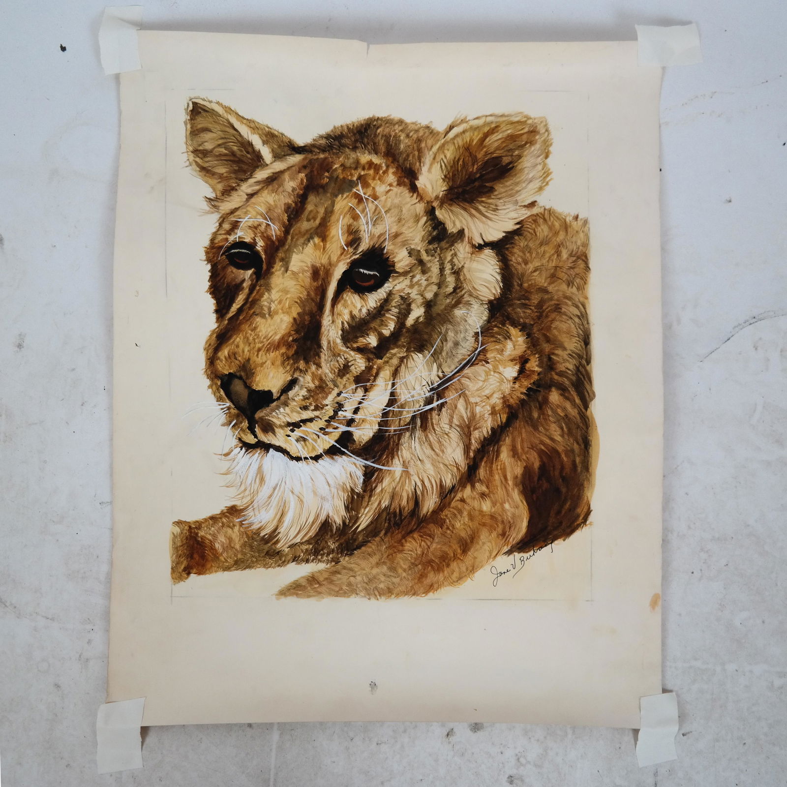 Jane V. BUHRING:  Lion Cub - Watercolor (1 of 5)