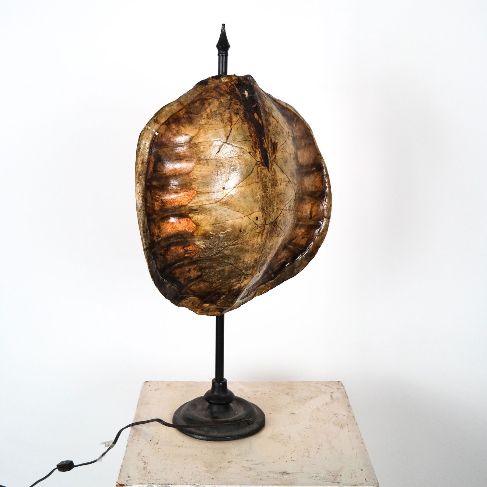 Natural Turtle Shell on Iron Base Table Lamp (1 of 10)