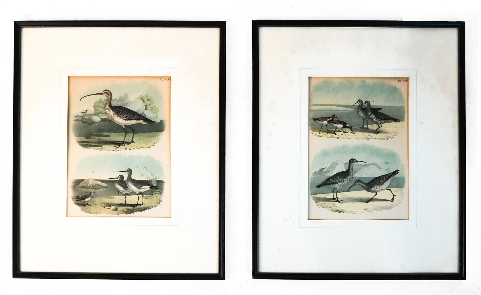 Pair of Water Bird Etching Plates (1 of 7)