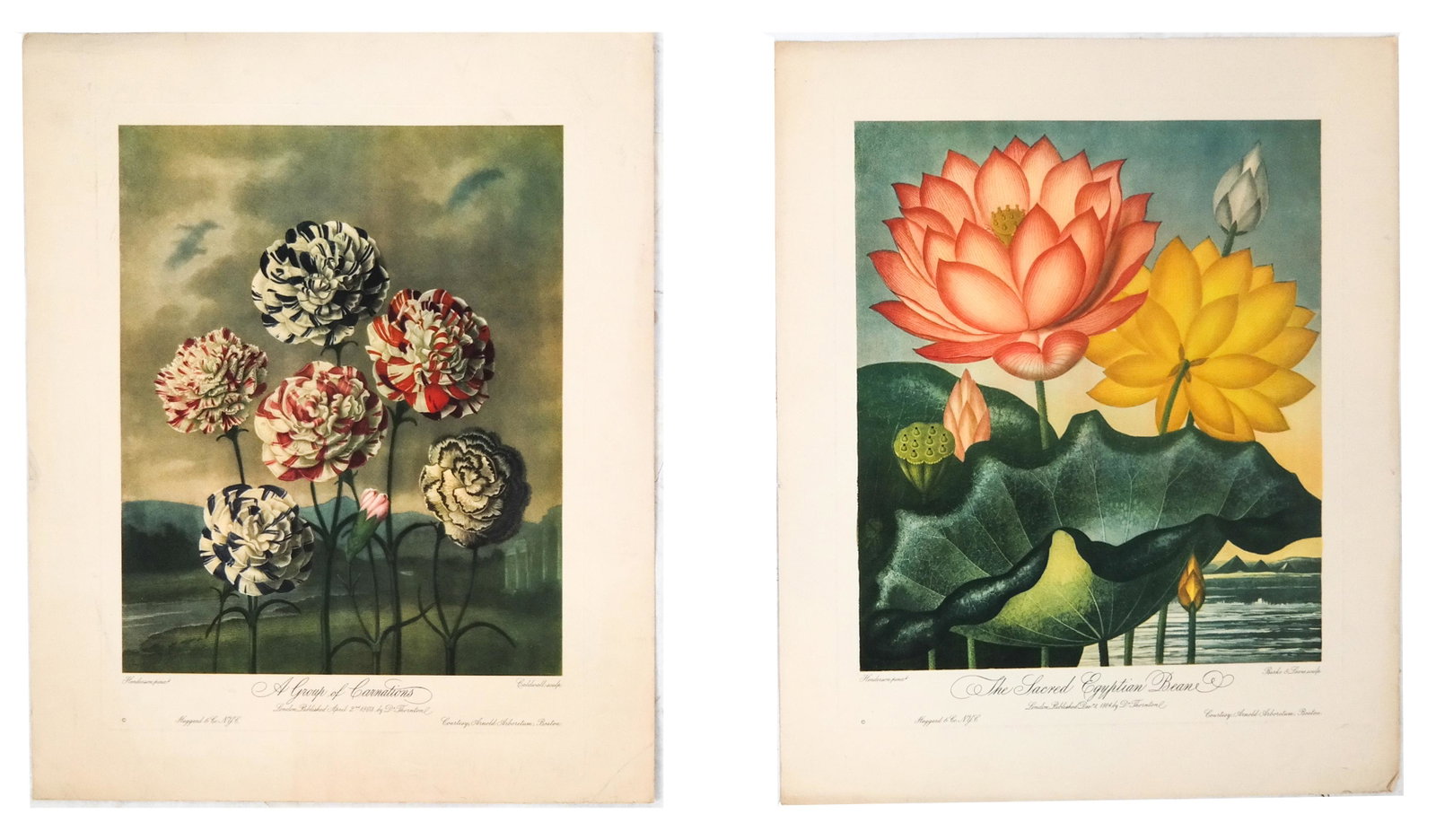 Two Dr. Thornton Vintage Botanical Prints: Pair of Dr. Thornton vintage botanical prints, unframed. 1940 Limited Editions by Arnold Arboretum, Boston, Massachusetts, representing "Images from the Arnold Arboretum's very rare copy of the 1812 q