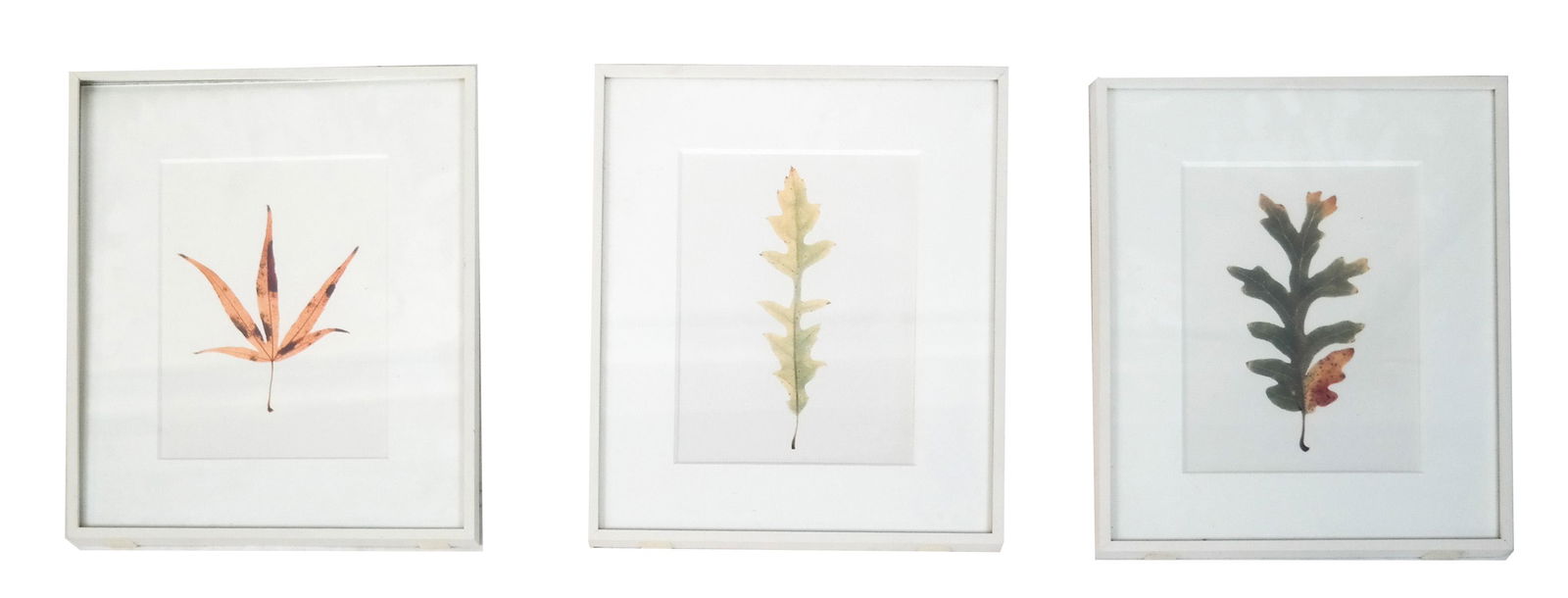 Garry Fabian MILLER: Three Light-Dyed Leaf Prints (1 of 7)