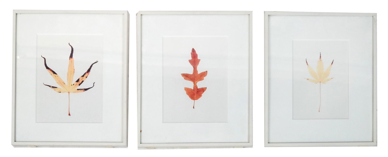 Garry Fabian MILLER: Three Light-Dyed Leaf Prints (1 of 7)
