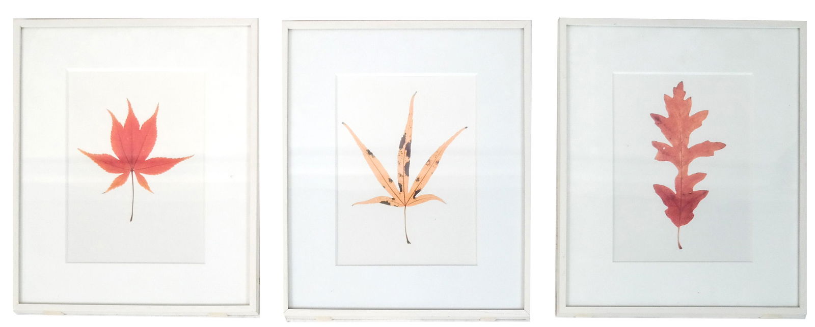 Garry Fabian MILLER: Three Light-Dyed Leaf Prints (1 of 7)