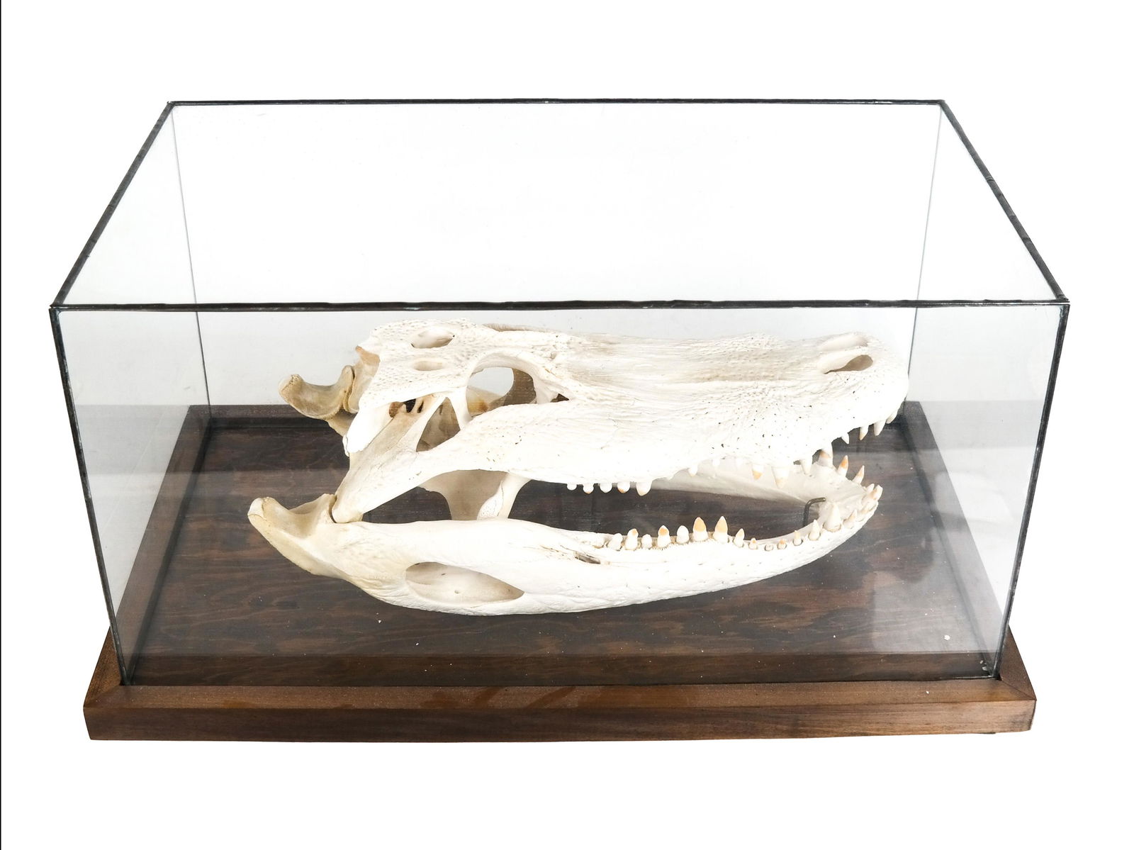 Alligator Skull in a Case (1 of 6)