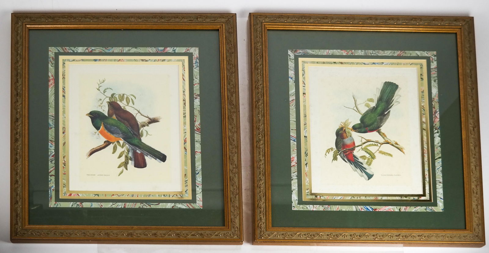 Pair of Aviary Prints (1 of 8)