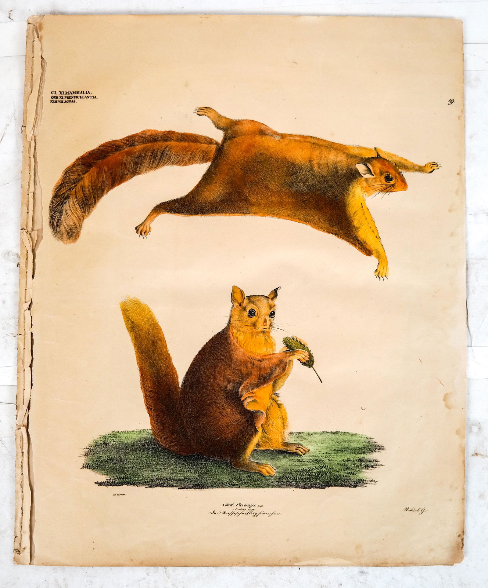 Group of Seven 19th C. Natural History Plates (1 of 5)