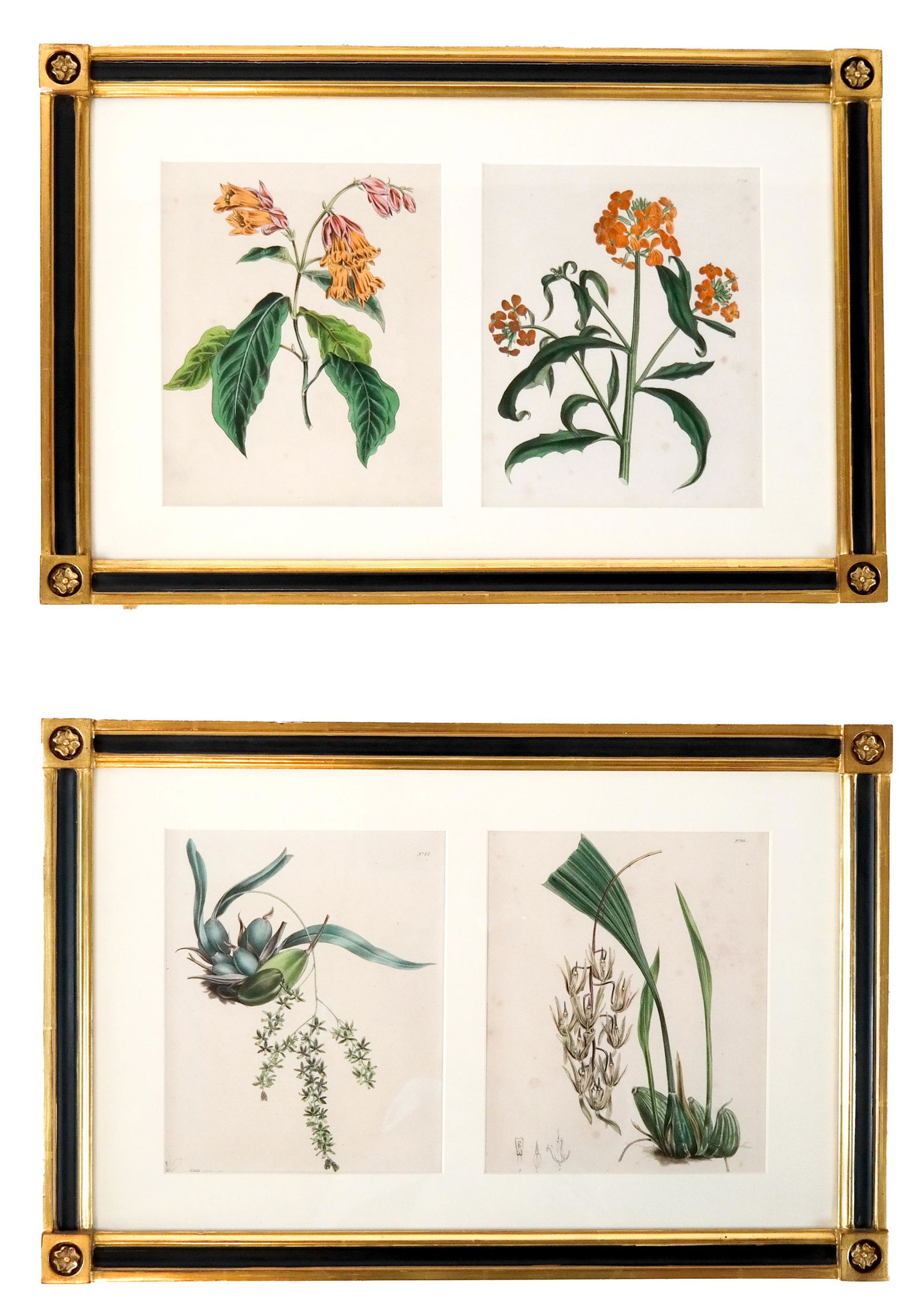 Pair of Botanical Double Prints (1 of 4)