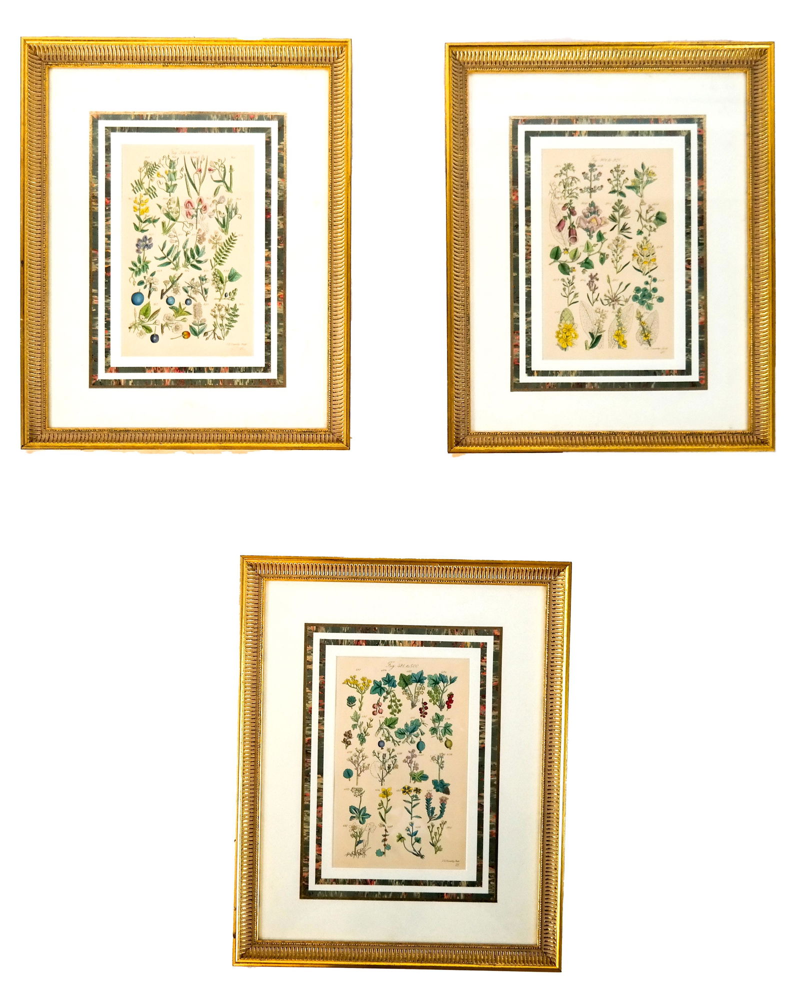 Three Sowerby Botanical Prints (1 of 9)