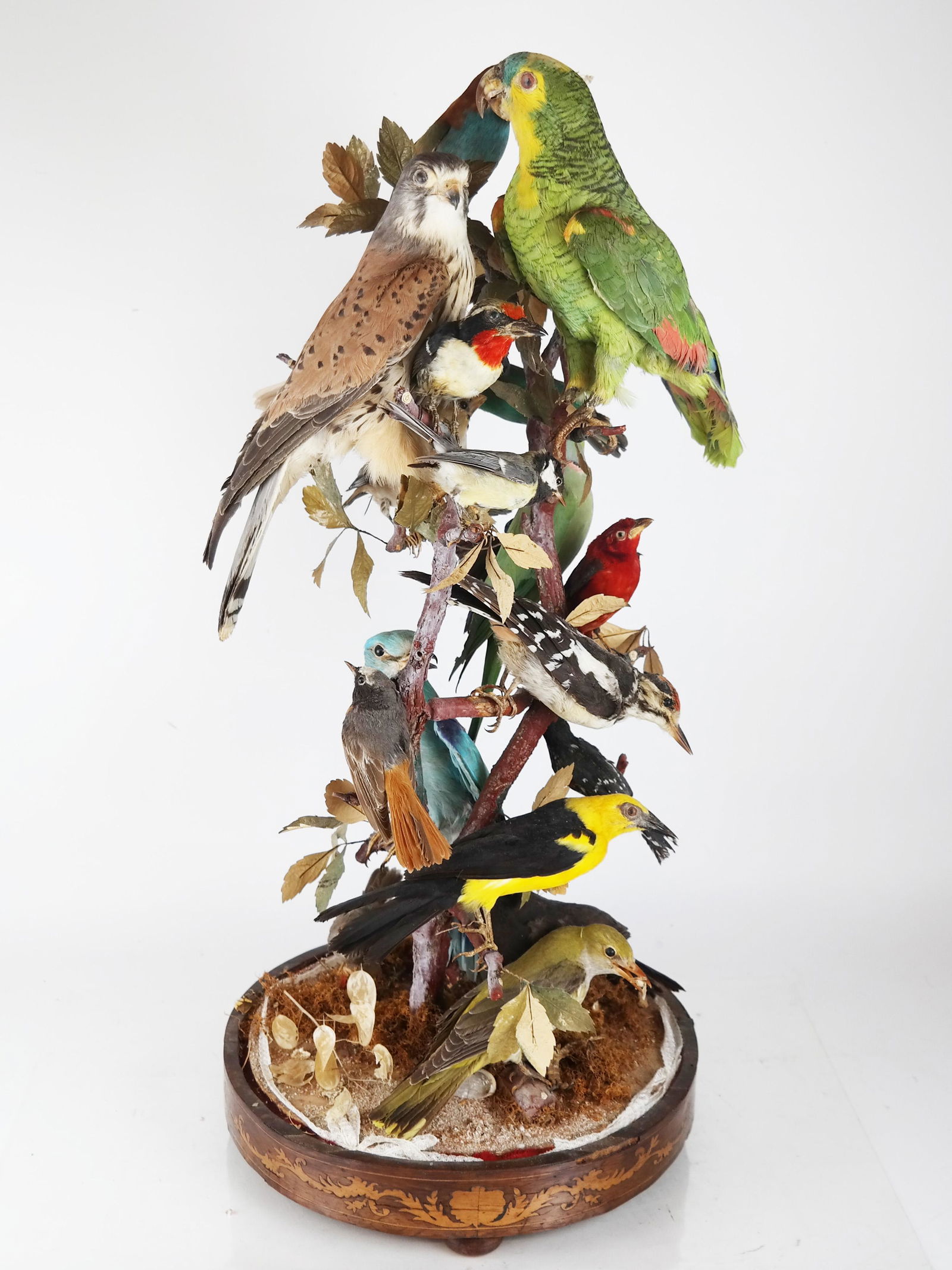 Victorian Taxidermy Collection of Birds (1 of 7)