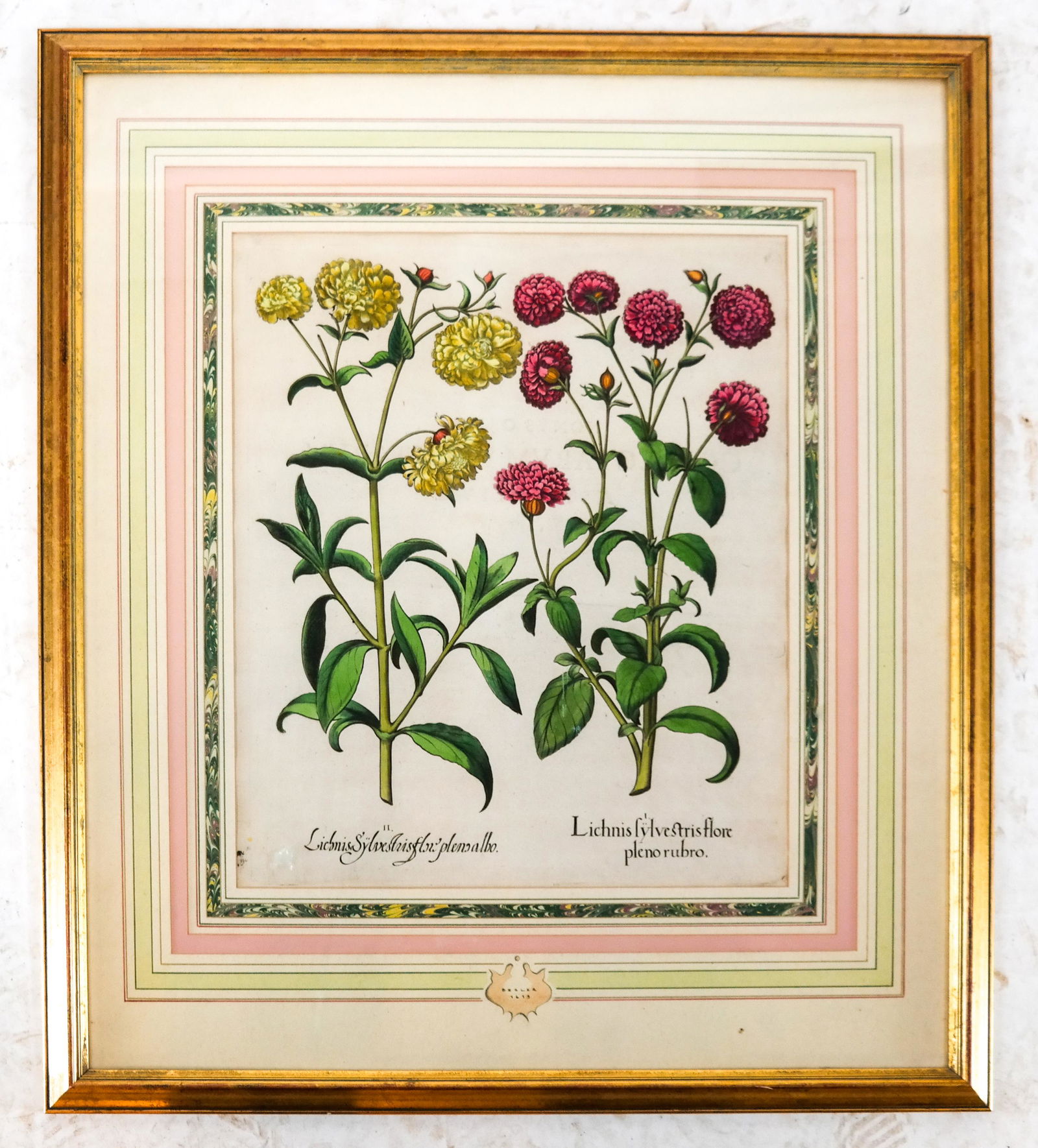 Basilius BESLER: Botanical Engraving (1 of 7)