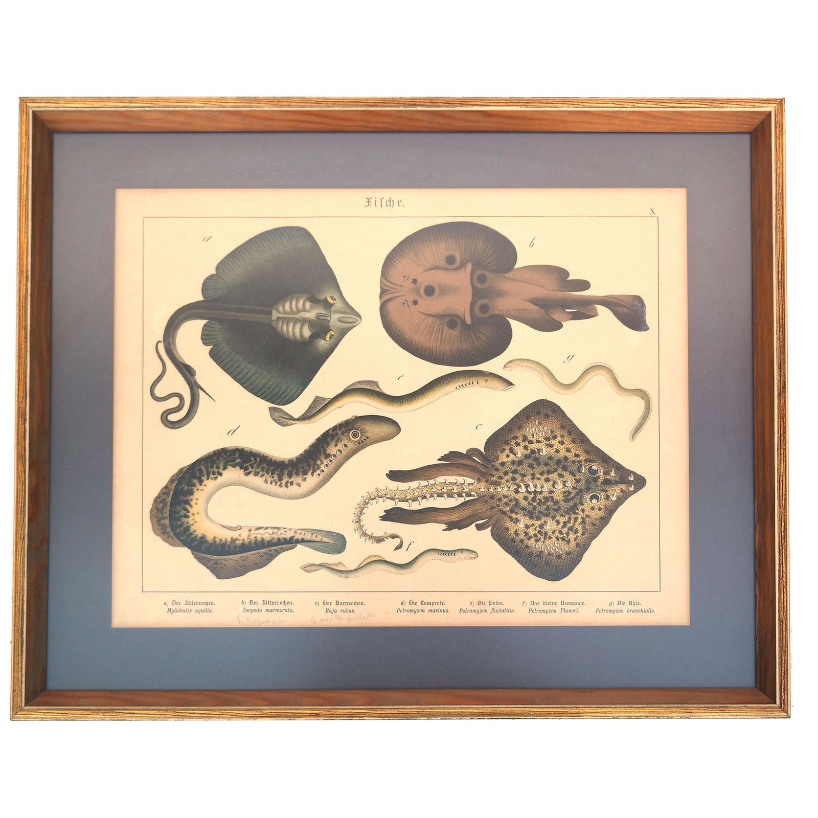 19th C. German Print of Skates & Eels (1 of 6)