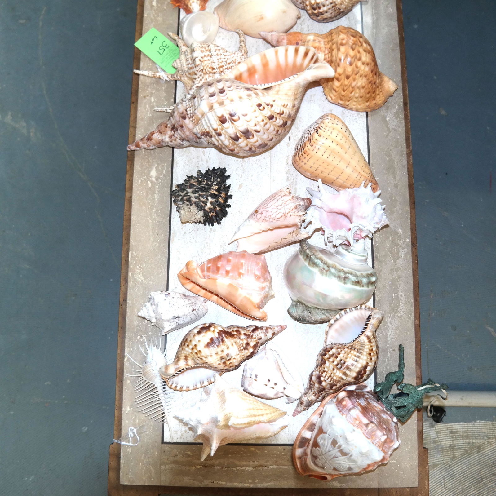 Large Lot of Sea Shells (1 of 9)
