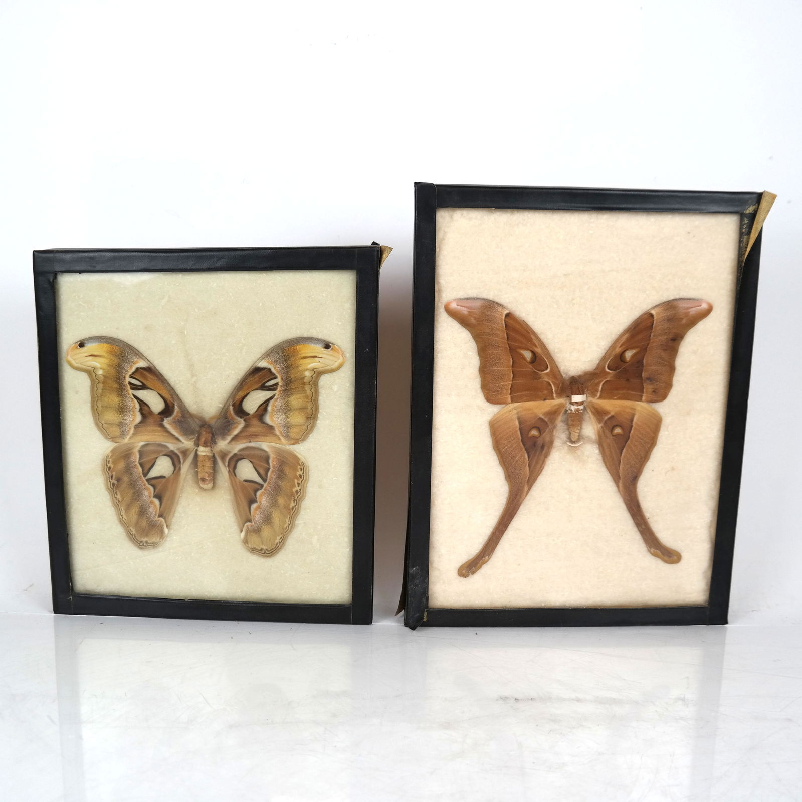 Two Framed Giant Moth Specimens (1 of 8)