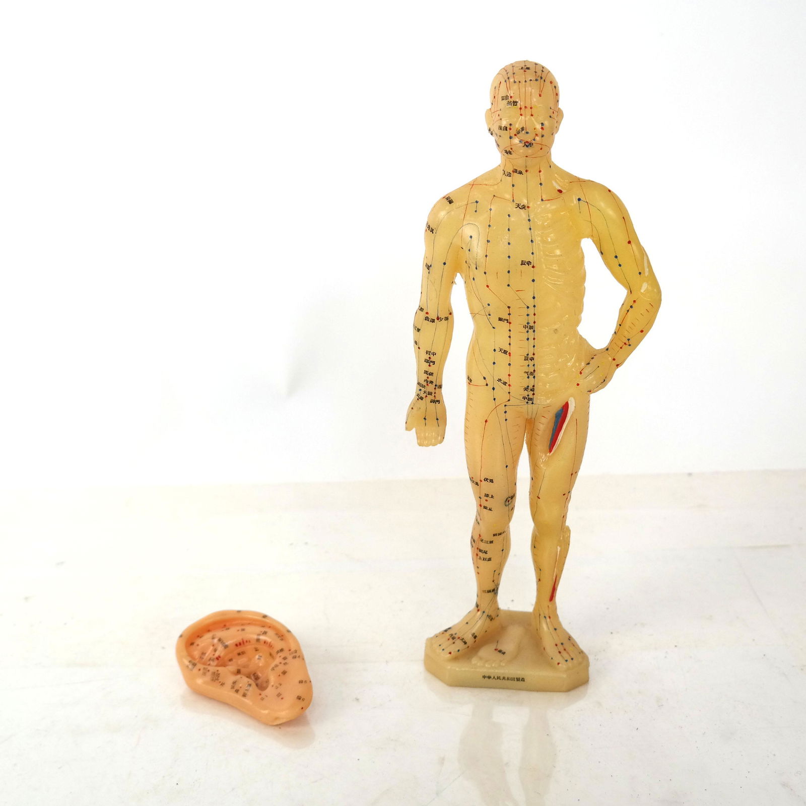 Japanese Plastic Acupuncture Body Map (1 of 8)