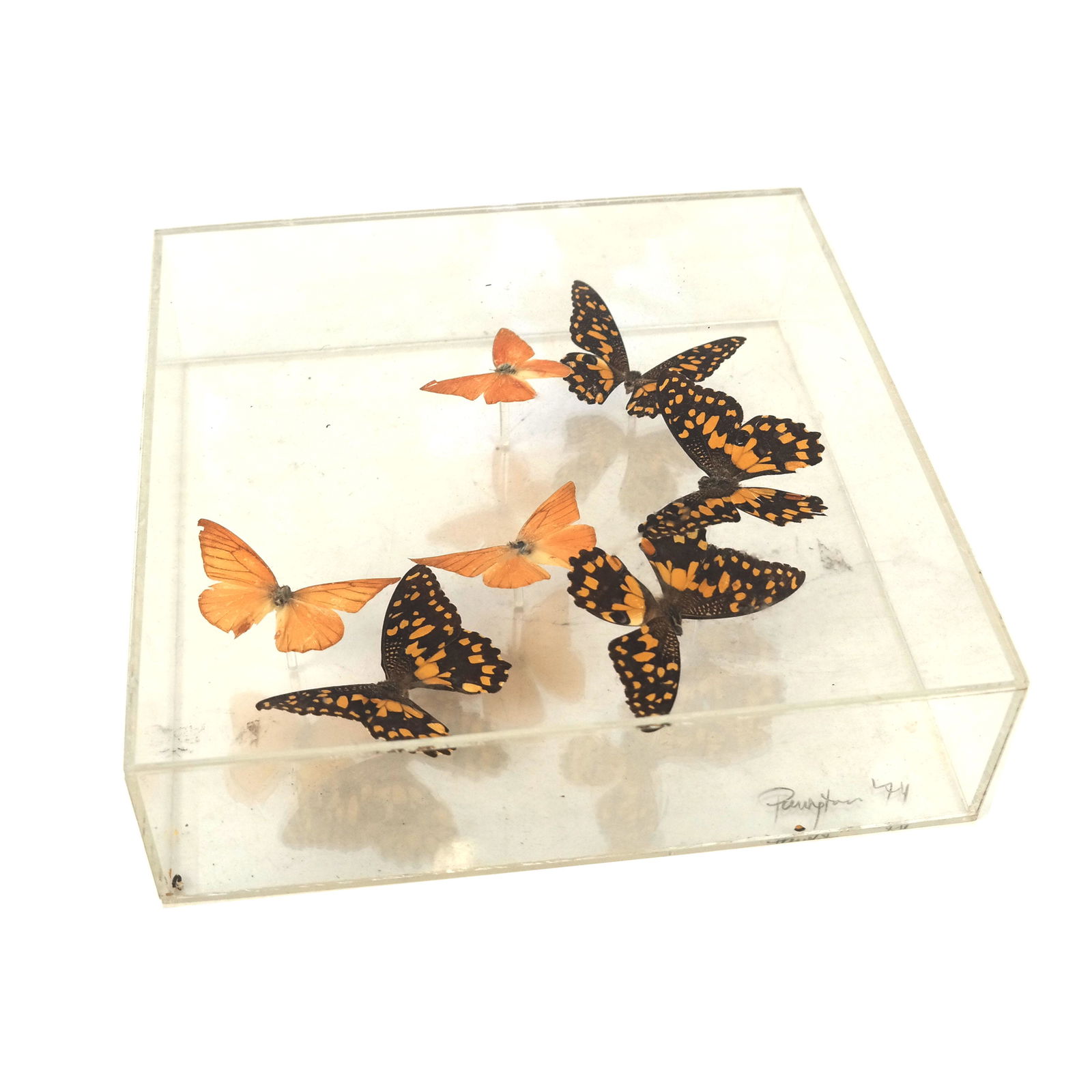 Butterfly Specimen in Shadow Box (1 of 9)