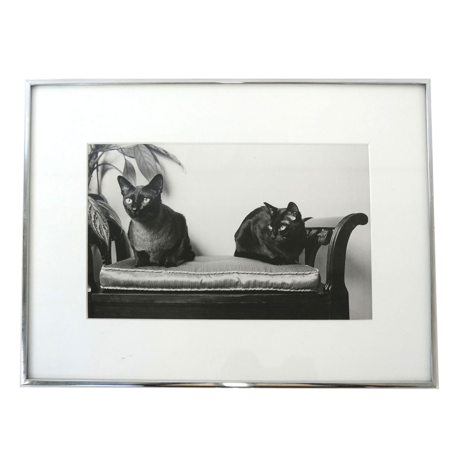 Framed Photo of Two Cats (1 of 3)