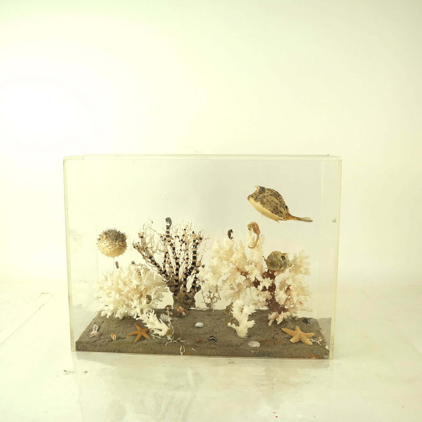 Aquatic Coral Diorama: Diorama in plexiglass frame. [12" H x 16" W x 6" D]. In good condition.