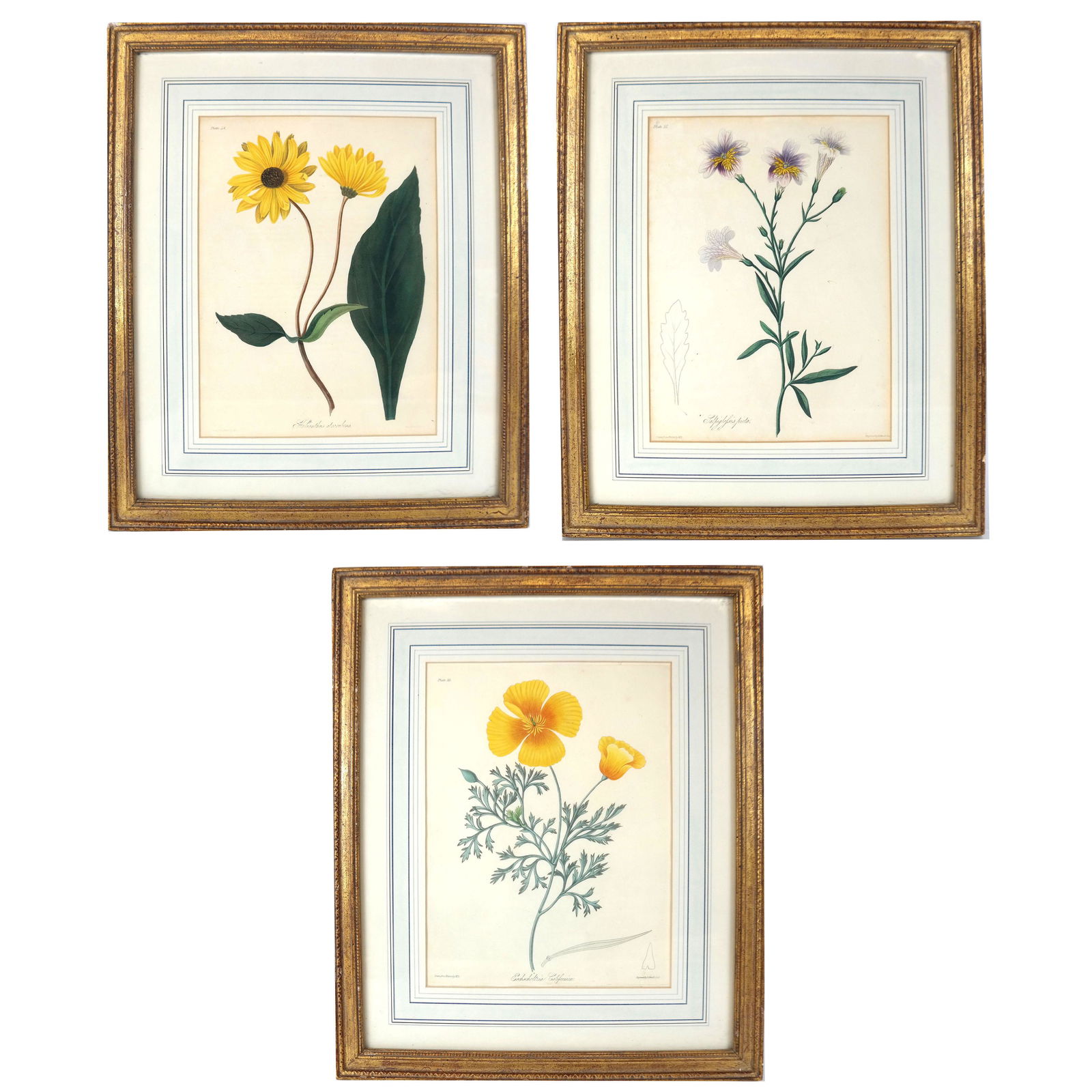 R. HOWELL: Three Botanical Engravings (1 of 13)