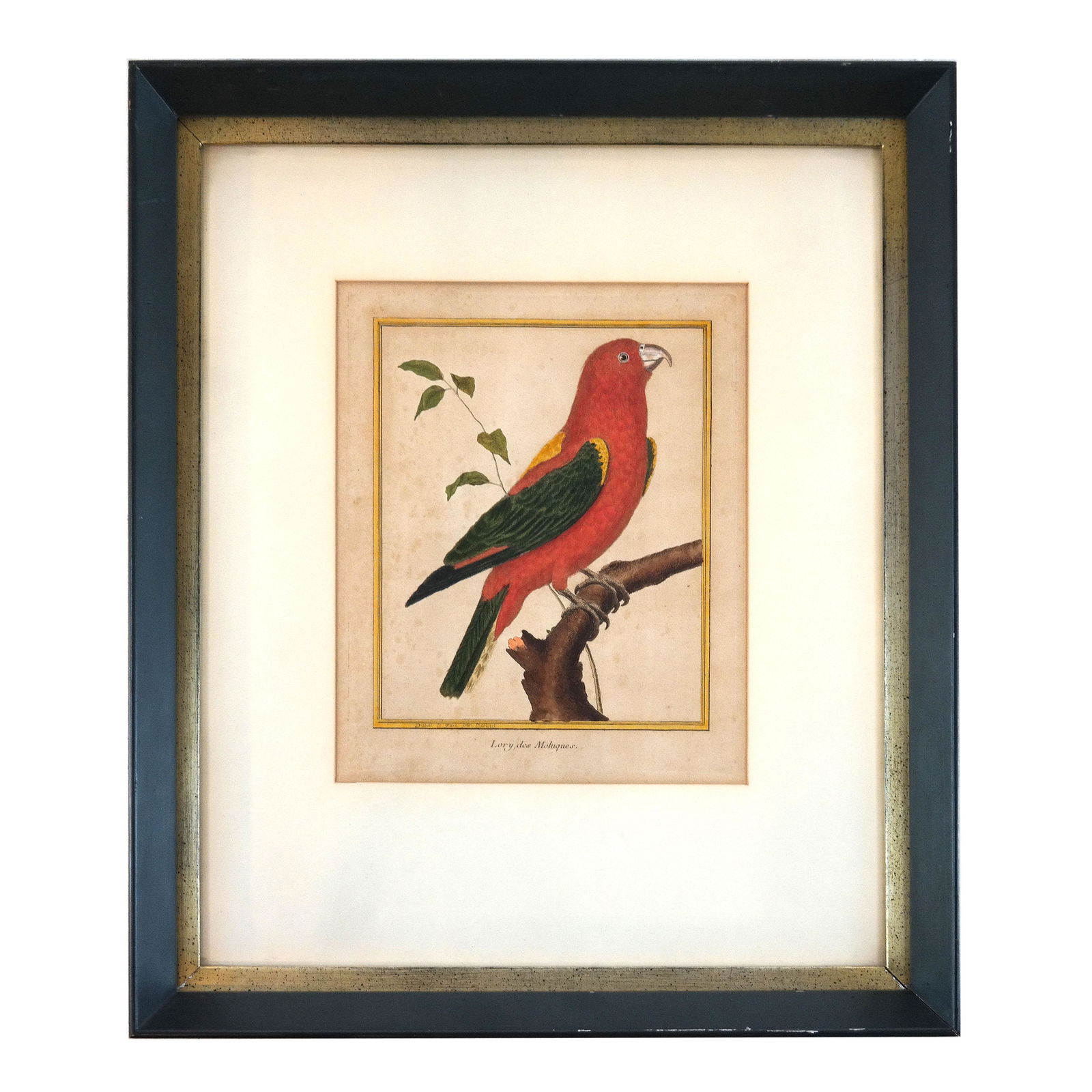 Francois-Nicolas MARTINET: Lory - Engraving (1 of 7)