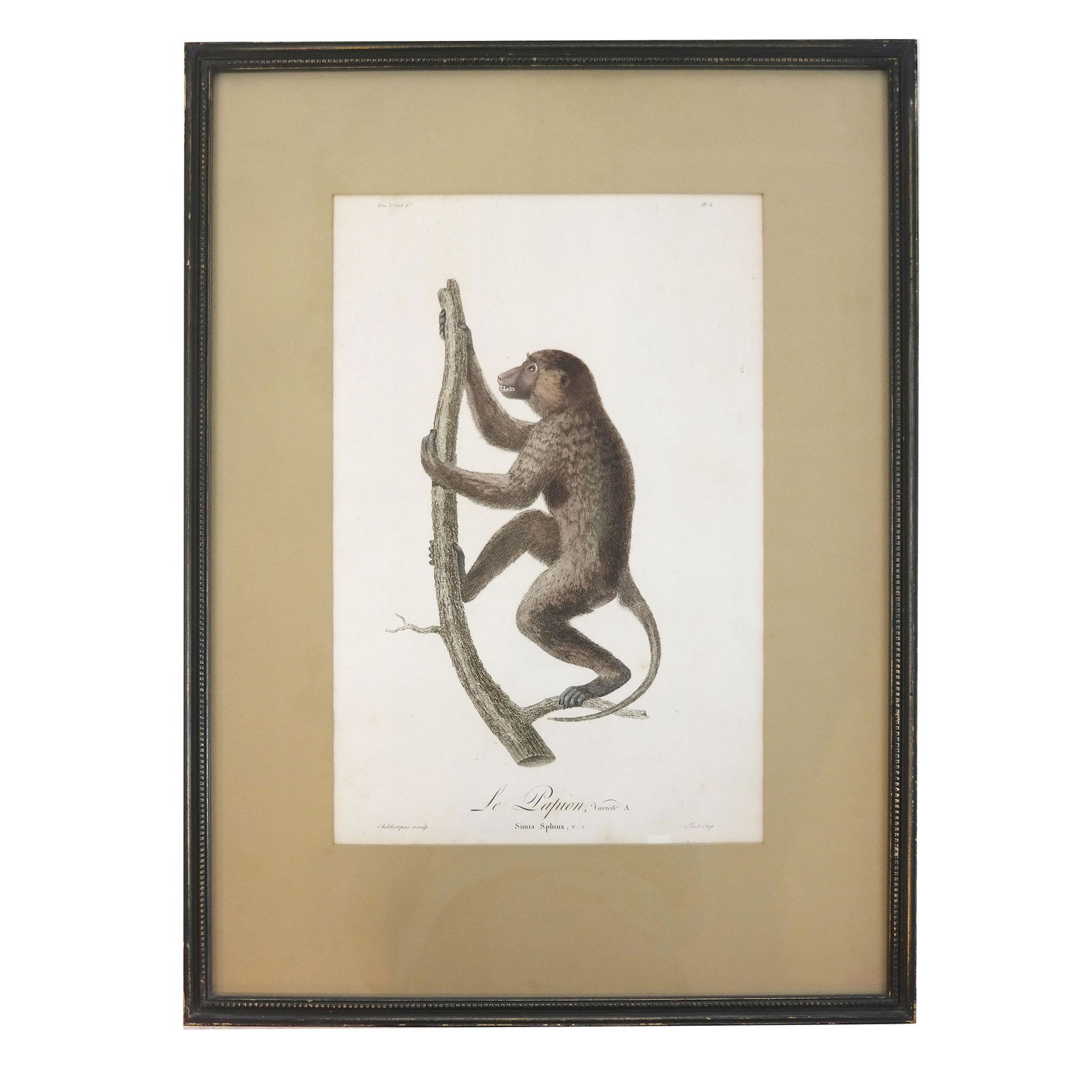 J-B AUDEBERT: Le Papilon Variete - Engraving (1 of 5)