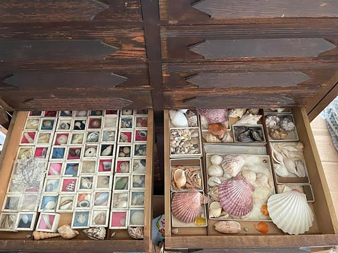 Large Seashell Collection in Antique Chest (1 of 18)