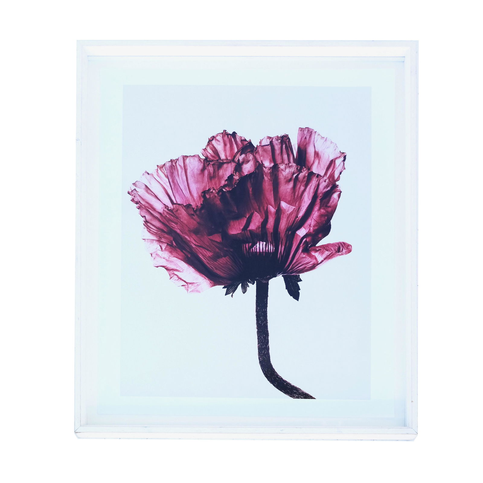 Irving PENN: Photograph of Flower (1 of 5)