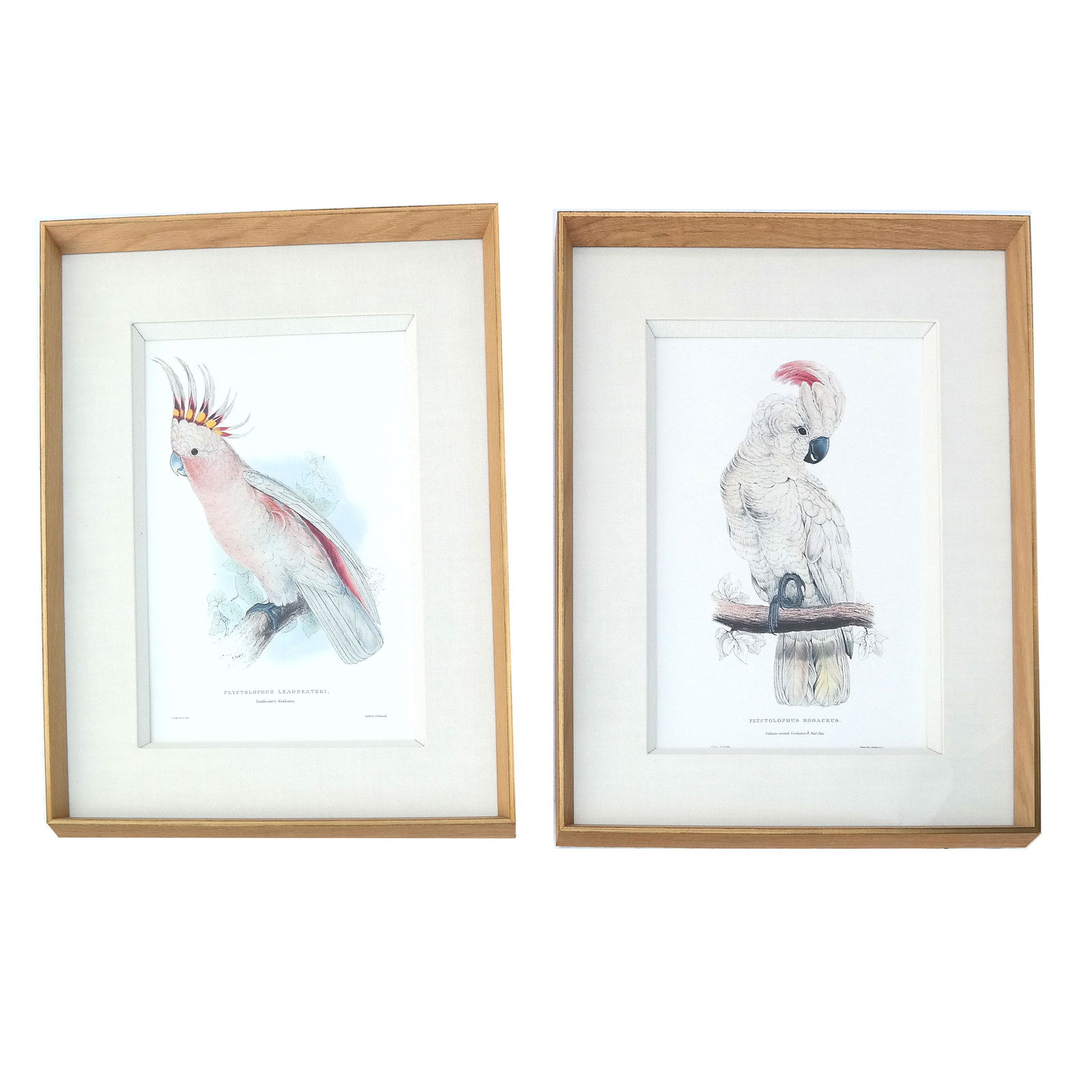 Two Color Engravings of Birds, Framed (1 of 9)