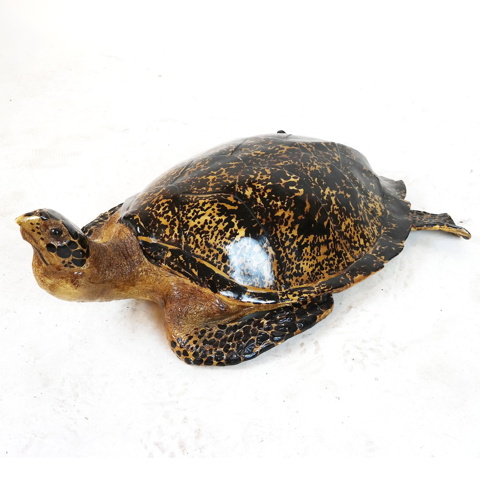 Painted Composition Faux Tortoise Sculpture: Realistically modeled and painted tortoise. [10" H x 20" W x 29" D]. Chips to paint.