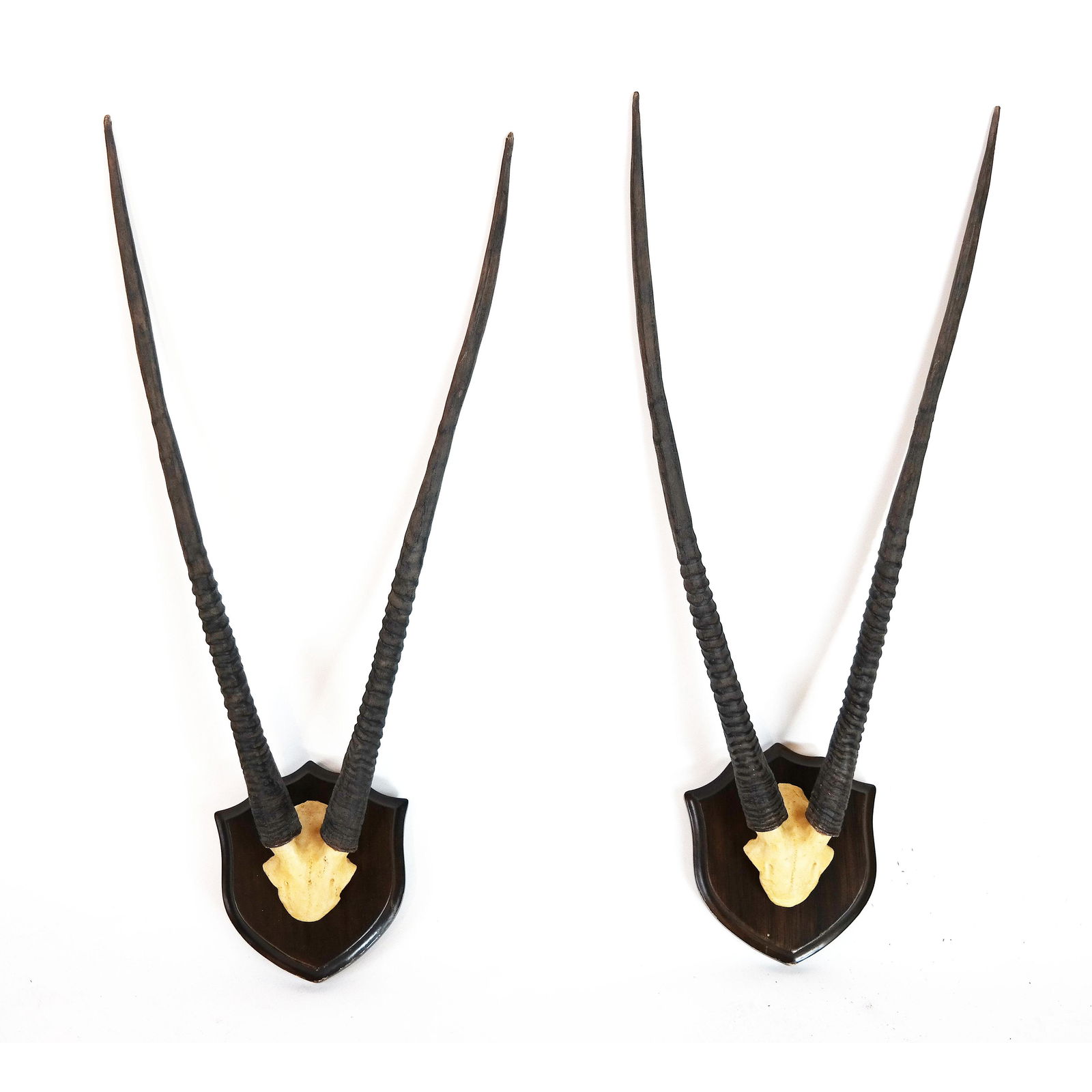 Pairs of Mounted Gazelle Horns (1 of 7)