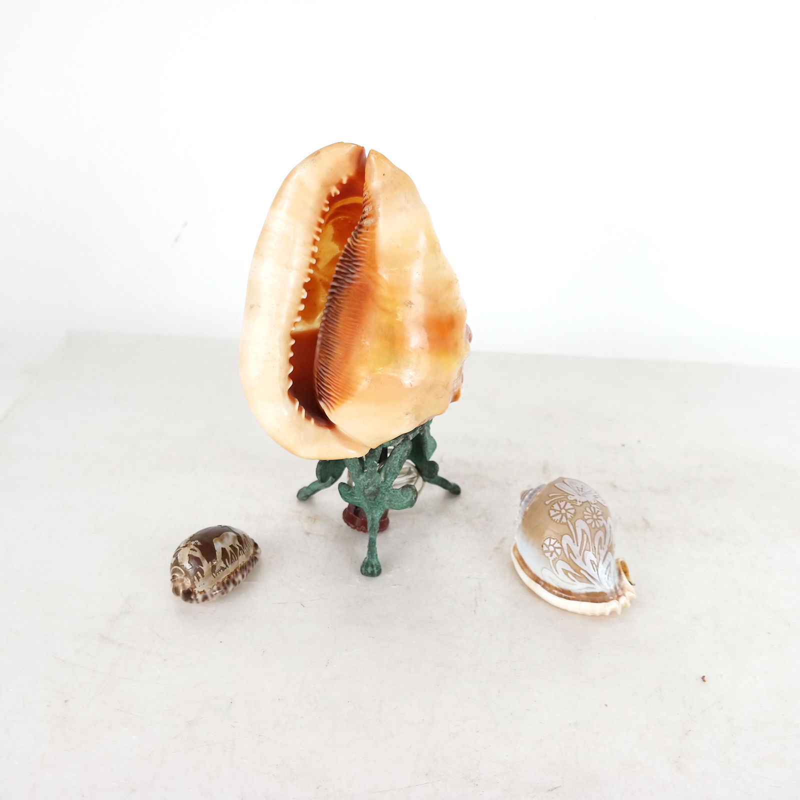 Three Shells, One Mounted as a Lamp (1 of 8)
