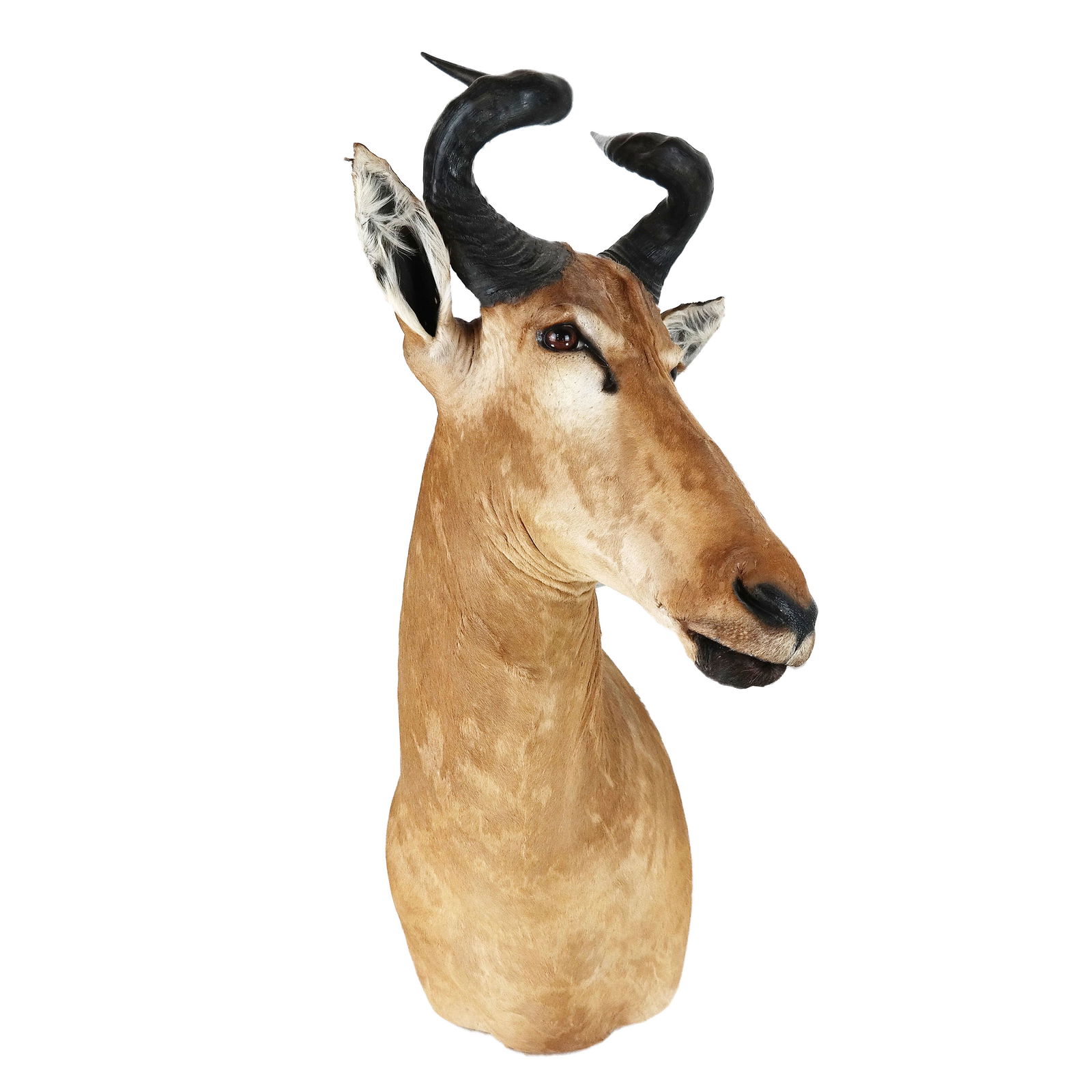 Taxidermy Antelope Head (1 of 8)