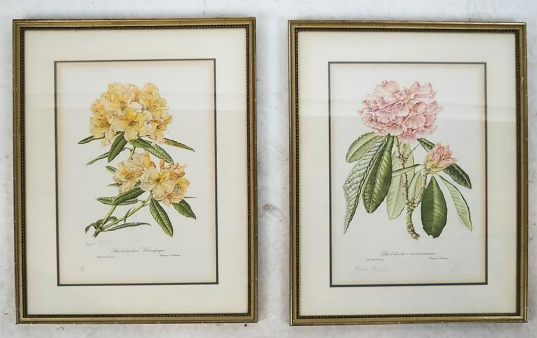 Pair Horticultural Prints - Elizabeth Cameron (1 of 8)