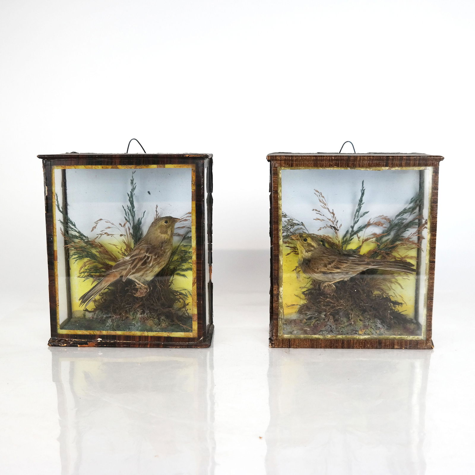 Pair of Taxidermy Birds Dioramas (1 of 7)