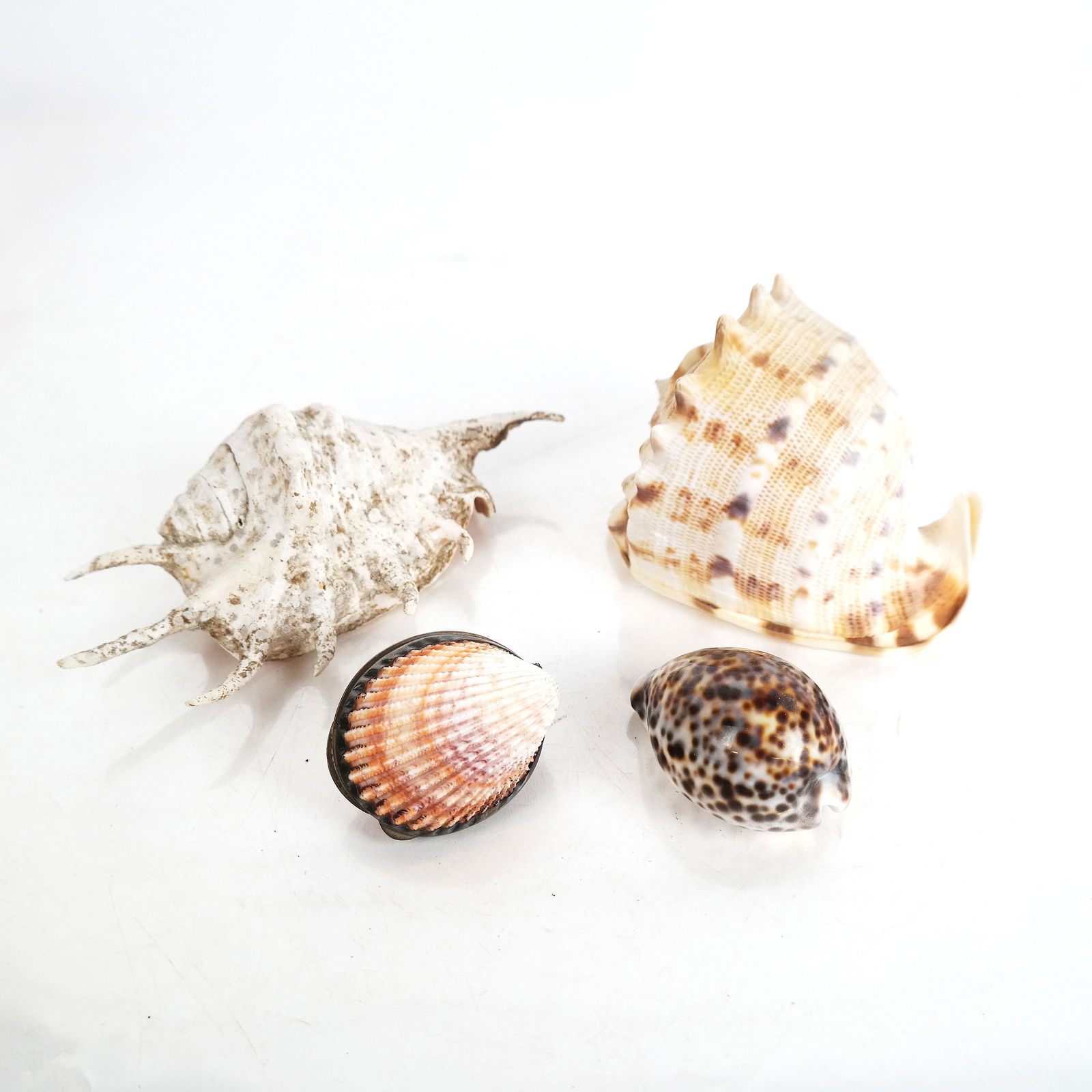 Group of 4 Natural Sea Shells (1 of 14)